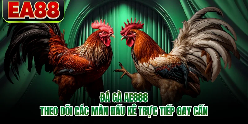 Đá Gà AE888 - Theo Dõi Các Màn Đấu Kê Trực Tiếp Gay Cấn