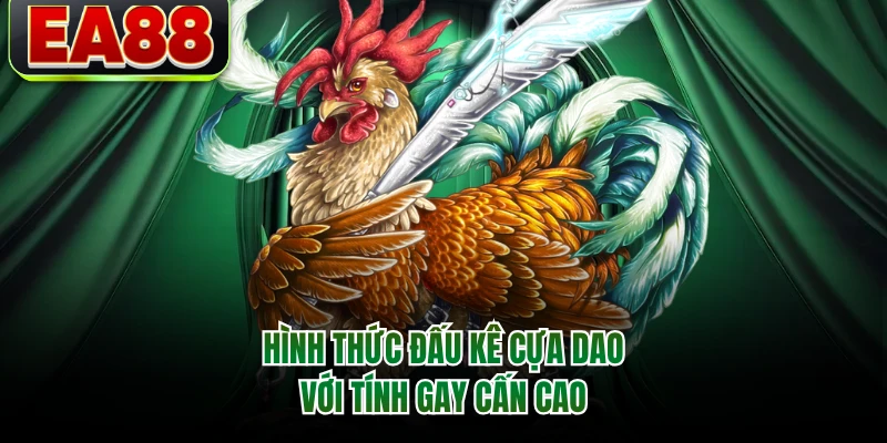 Hình thức đấu kê cựa dao với tính gay cấn cao